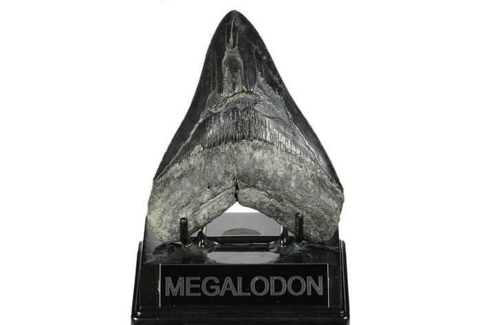 Fossil Megalodon Tooth - South Carolina #170497